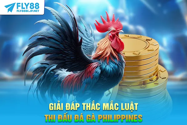 Giải đáp thắc mắc luật thi đấu đá gà Philippines