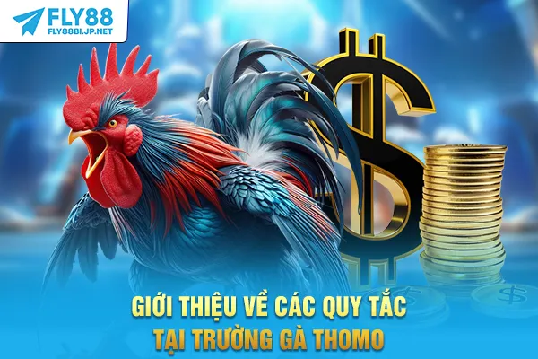 Giới thiệu về các quy tắc tại trường gà Thomo